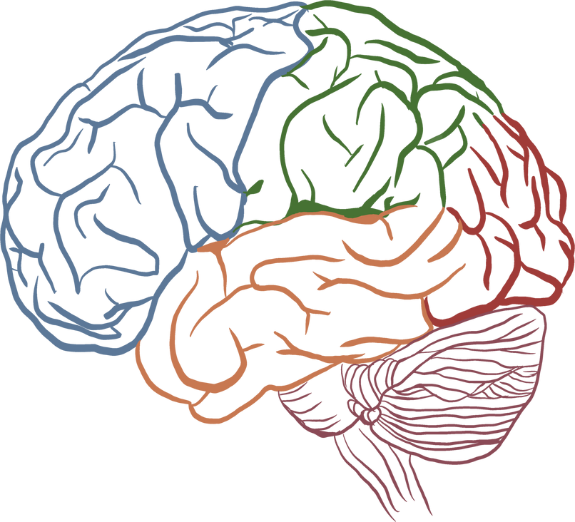 Hand Drawn Brain Outline